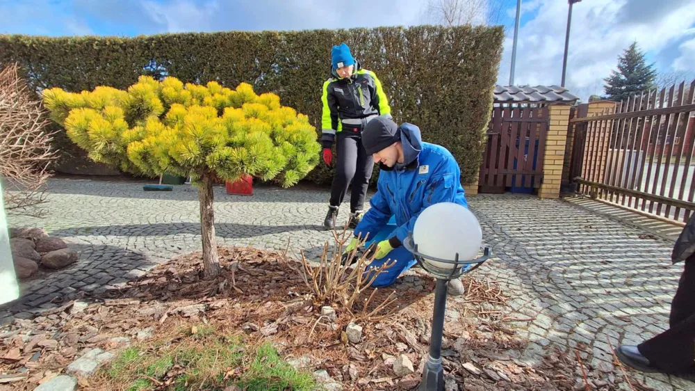 Wiosenne cięcie hortensji - zespół Greensystem przy pracy