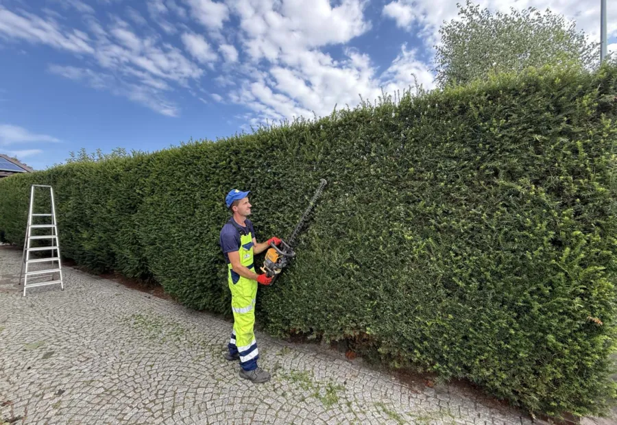 Nasadzenia rododendronów w ogrodzie żwirowym