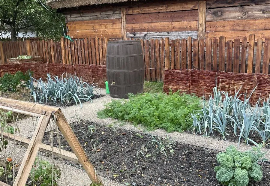 Wiejski ogród warzywny przy zagrodzie skansenu