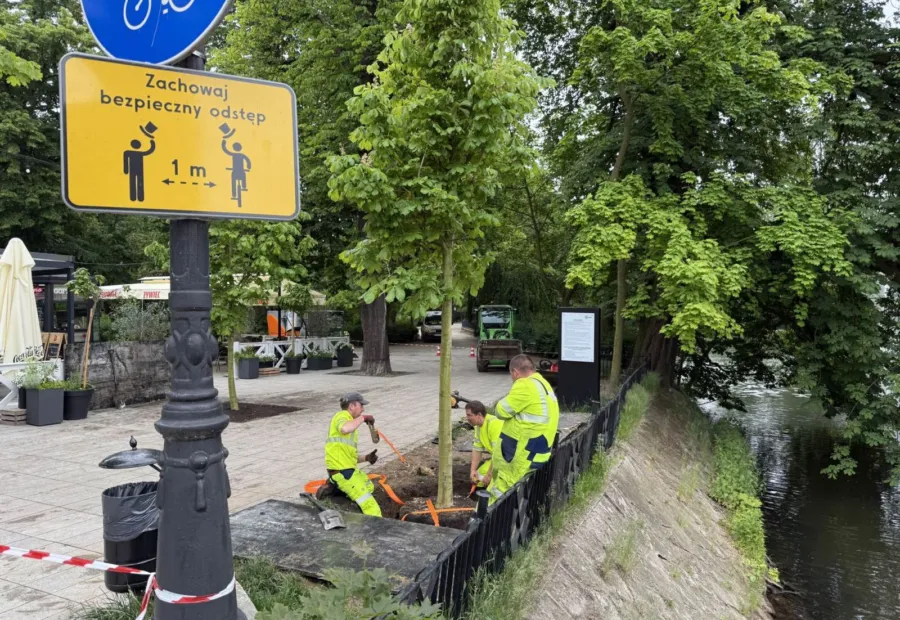 Nasadzenia drzew przy ciągu pieszym