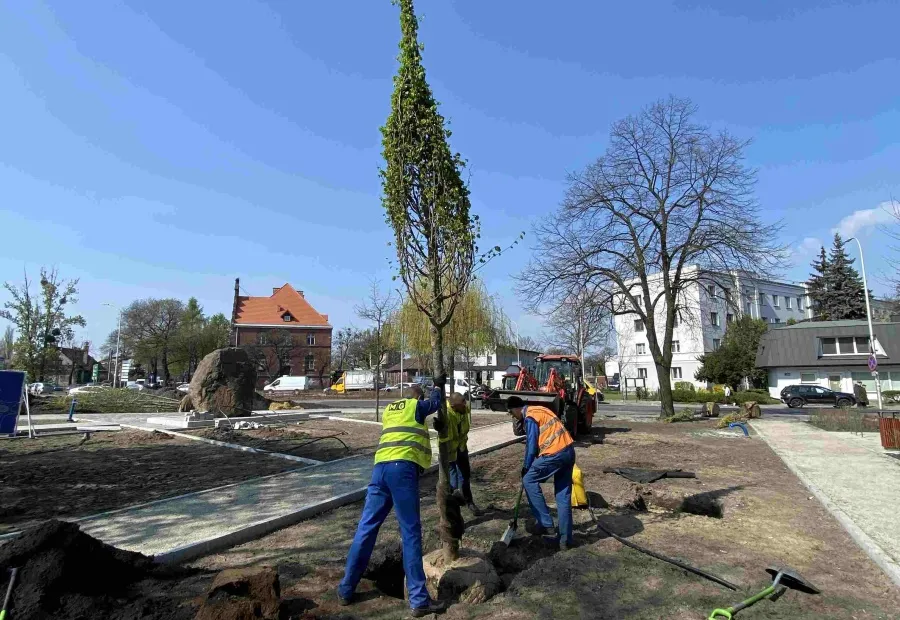 Sadzenie drzewa alejowego w przestrzeni miejskiej