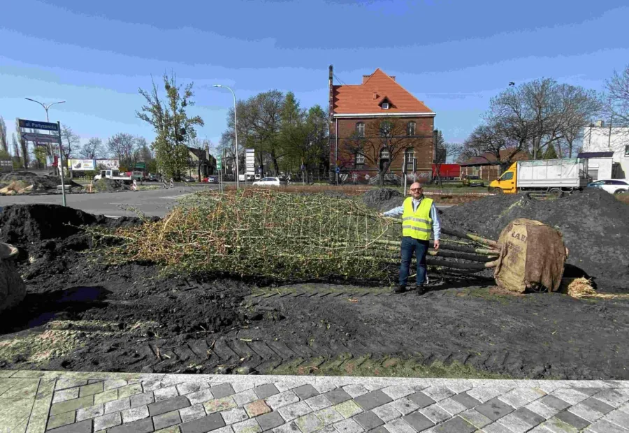 Dostawa dorosłych drzew do nasadzeń miejskich